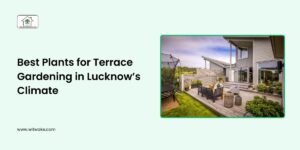 Best Plants for Terrace Gardening in Lucknow’s Climate