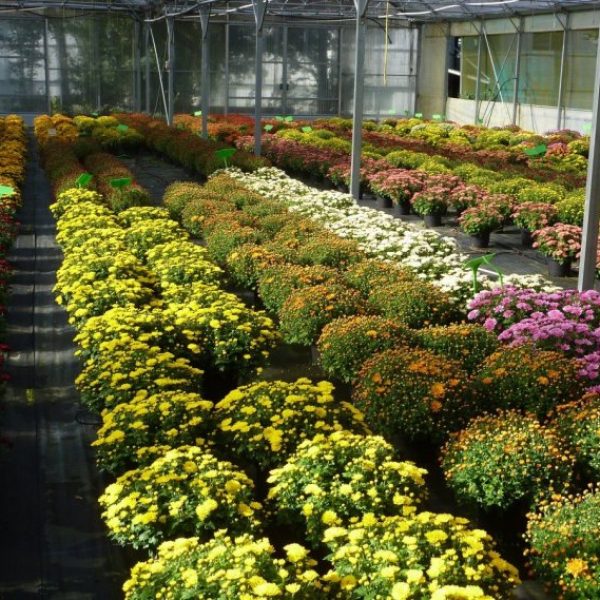 horticulture consultancy service